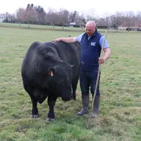 Ce taureau angus de 3 ans, Eden Ranger, mêlant des origines écossaises et américaines (HW Hardoch x TC Stockman), sera présenté au concours de la race