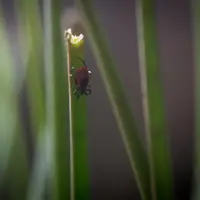 La tique s'accroche en haut d'un brin d'herbe dans l'attente d'un hôte de passage.