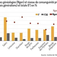 Qualité des généalogies (ngen) et niveau de consanguinité proche (F3G = trois générations) et totale (F) en % pour huit races bovines allaitantes