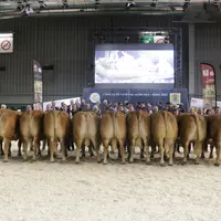 Les onze femelles de boucherie Label Rouge proposées aux enchères ce lundi 27 février au Salon de l'Agriculture.