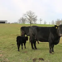 L'OS Angus France tient à conserver un standard de race de petit gabarit, à croissance forte dès le plus jeune âge et avec des besoins d'entretien réd