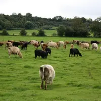 Agriculture irlandaise. Cheptel de bovins viande irlandais. troupeau multiracial (mère avec veaux, animaux limousin, hereford, angus, charolais, simme