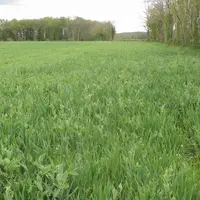 Le mélange MCPI (mélanges céréales protéagineux immatures) testé à la ferme expérimentale des Bordes (Indre) depuis 2021.