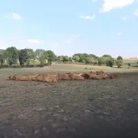 En période de canicule, les vaches se concentrent dans les zones d'ombre, ce qui augmente le risque parasitaire chez les veaux.