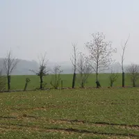 IMG_4897 / haie, arbres, parcelle agricole, feuillus, diversité d'espèces, biodiversité, faune sauvage. (L Pecquet, reportage agroforesterie)
