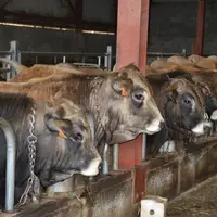 Bourrets et bourettes (1 an) sont attachés pendant 1à 2 mois durant l’hiver. Une garantie de docilité qui perdure tout au long de la vie des animaux.