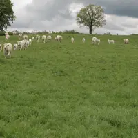 Le méteil produit sur l'exploitation a été incorporé dans la ration des jeunes bovins à l'engraissement, depuis l'automne dernier.