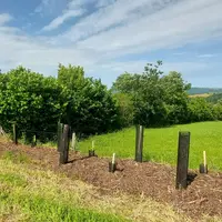 Jean-Christophe Lacombe continue de border ses parcelles de haies. Ici, une toute nouvelle plantation côtoie une haie de 15 ans, son aînée.
