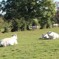 charolaises suitées au pré