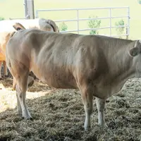 vache blonde d'aquitaine finition