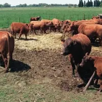 vaches en Argentine