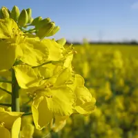 champ de colza fleuri