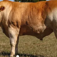 boeuf croisé