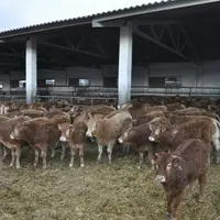 broutards limousins engraissés en Espagne