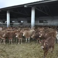 broutards limousins engraissés en Espagne