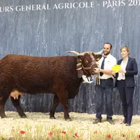 Gracieuse, championns Salers Paris 2019