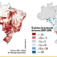 graph déforestation et élevage bovin au Brésil