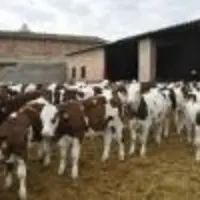 engraissement jeunes bovins en Espagne