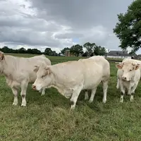 Les faibles disponibilités tirent les prix des bovins finis vers le haut en ce début d'année, mais ces signaux de marché positifs sont rattrapés par d