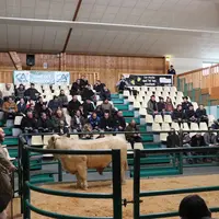 À l'occasion de la vente aux enchères de la station Bien Naître, 41 jeunes reproducteurs charolais triés sur le volet ont été présentés à l’Agropôle d