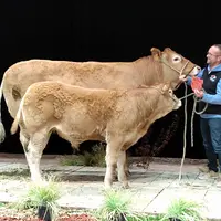 concours limousine sommet de l'élevage