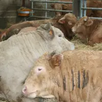jeunes bovins engraissement