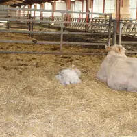 vache charolaise et veaux naissants en stabulation