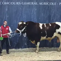 Mignon 1er prix jeunes taureaux Rouge des Prés SIA 2019