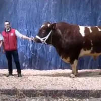 concours général agricole Rouge des Prés