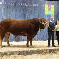concours général agricole race Limousine