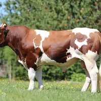 taureau IA Rouge des Prés Gènes Diffusion