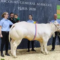 concours général agricole race Blanc Bleu