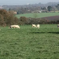 paysage polyculture élevage