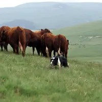 chien de conduite sur troupeau border collie auvergne