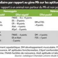 tab gène Mh Beef en race Charolaise