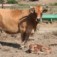 vache aubrac fraichement vêlée