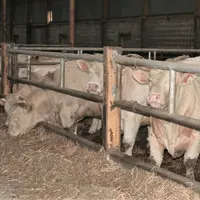 jeunes bovins charolais en engraissement
