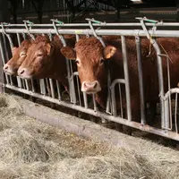 vaches limousines au cornadis