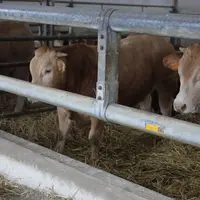 jeunes bovins blonde d'aquitaine à l'engraissement
