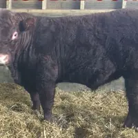 taureau salers vente de reproducteurs station d'évaluation