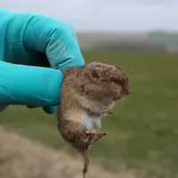 Les projets de recherche pour lutter contre le campagnol terrestre sont en bonne voie, mais ne vont pas assez vite au regard des ravages que le nuisib