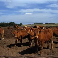 Les États-Unis ont un « statut de risque négligeable » en ce qui concerne l’encéphalopathie spongiforme bovine (ESB).