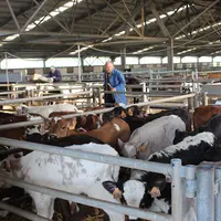 marché de bétail en vif de Lezay dans les Deux-Sèvres