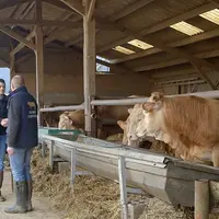négociant achat bétail en ferme