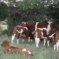 rouge des prés vaches suitées au pré