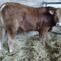 taureau race limousine