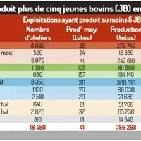 tableau profil des producteurs de jeunes bovins