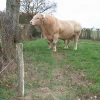 taureau charolais au pré en décembre