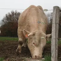 clôture électrique taureau charolais