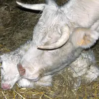 veau charolais nouveau né